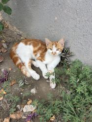 Lost Male Cat last seen Ramona pkwy, Baldwin Park, CA 91706