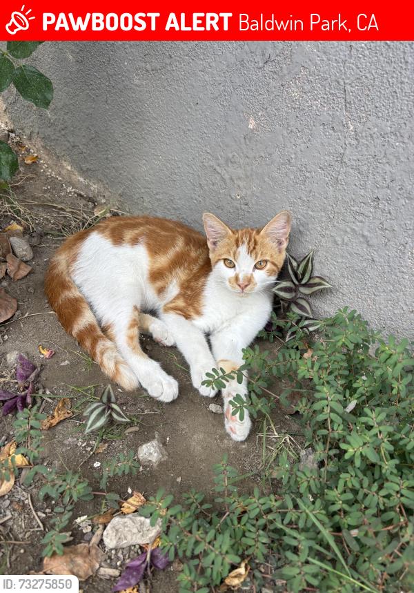 Lost Male Cat last seen Ramona pkwy, Baldwin Park, CA 91706