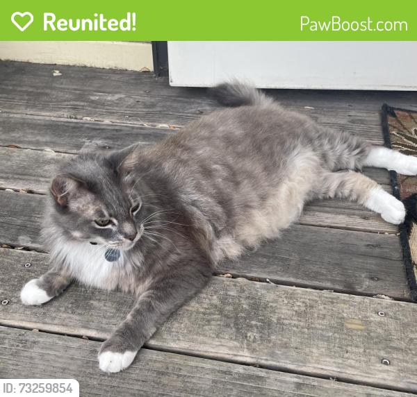 Reunited Male Cat last seen Highlands Blvd and Central Ave, Sonoma, CA 95476