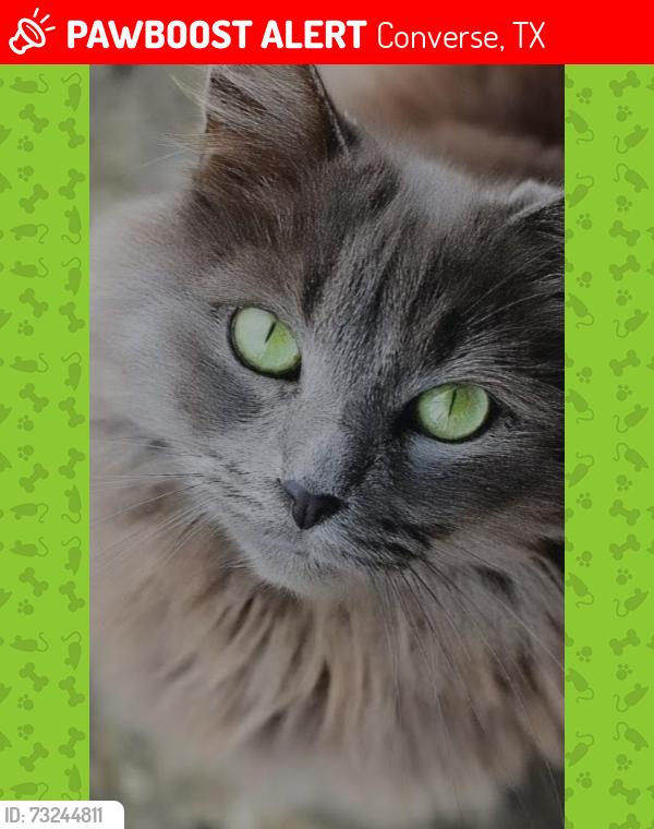 Lost Female Cat last seen BENTBRIDGE Dr. / SUMMIT Ridge , MCH, Converse, TX 78109