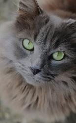 Lost Female Cat last seen BENTBRIDGE Dr. / SUMMIT Ridge , MCH, Converse, TX 78109