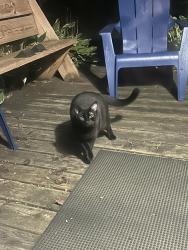 Reunited Unknown Cat last seen Lake waubesa and lake farm park area, Madison, WI 53711