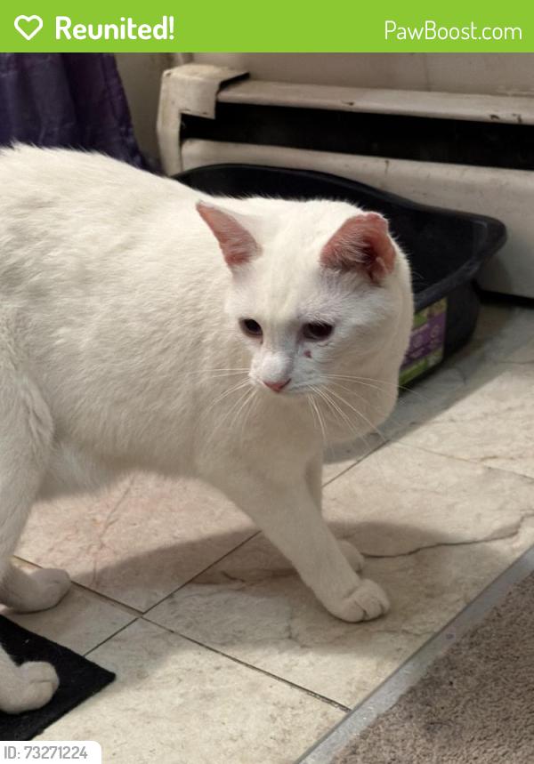 Reunited Female Cat last seen New and John Street, Haverhill, MA 01830