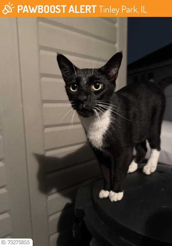 Found/Stray Male Cat last seen 183rd street and S 88th ave, Tinley Park, Tinley Park, IL 60487