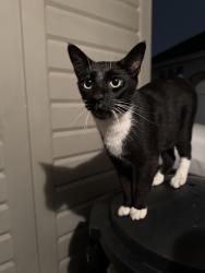 Found/Stray Male Cat last seen 183rd street and S 88th ave, Tinley Park, Tinley Park, IL 60487