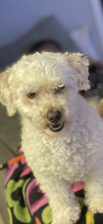 Lost Male Dog last seen Misty morning way round rock tx, Round Rock, TX 78664
