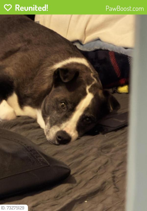 Reunited Female Dog last seen Edgebrook, Houston, TX 77034