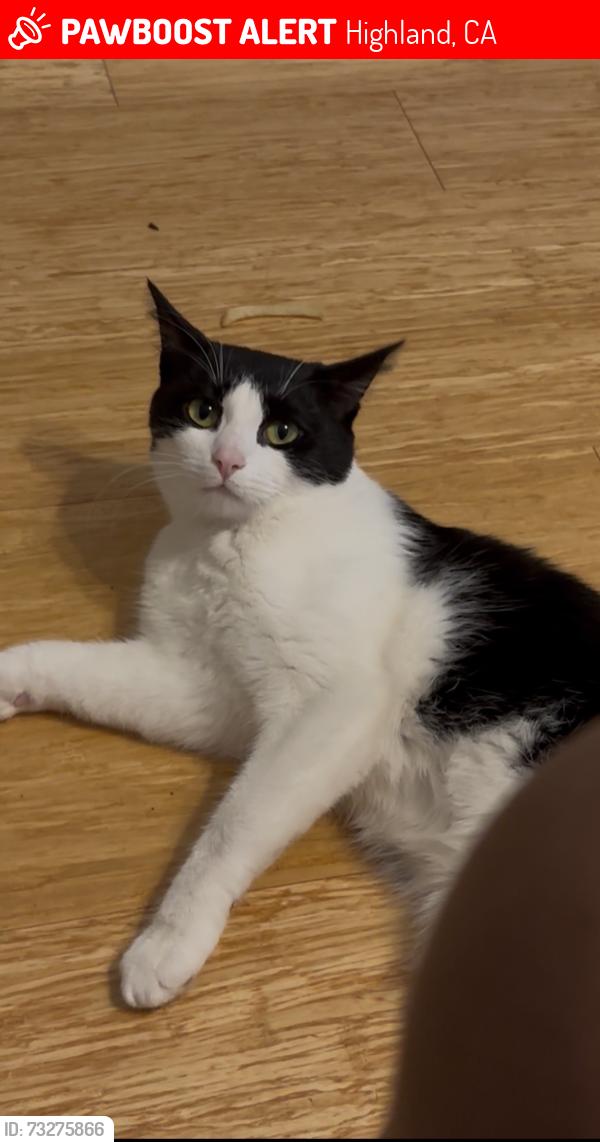 Lost Female Cat last seen Stonegate, clubview, Highland, CA 92346