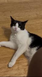 Lost Female Cat last seen Stonegate, clubview, Highland, CA 92346