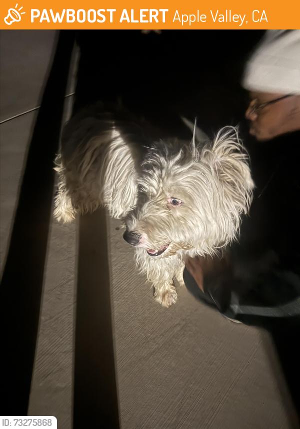 Found/Stray Male Dog last seen Zuni rd, Apple Valley, CA 92307