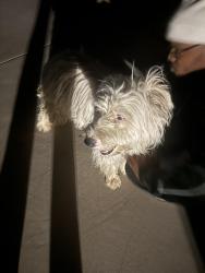 Found/Stray Male Dog last seen Zuni rd, Apple Valley, CA 92307