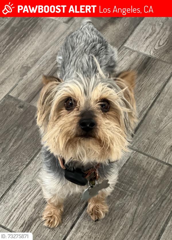 Lost Male Dog last seen Shipley Glen drive and avenue 50 highland park 90042, Los Angeles, CA 90042
