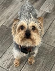 Lost Male Dog last seen Shipley Glen drive and avenue 50 highland park 90042, Los Angeles, CA 90042