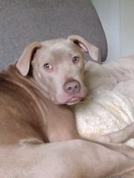Reunited Male Dog last seen 23rd st and Duvall, Renton, WA 98059