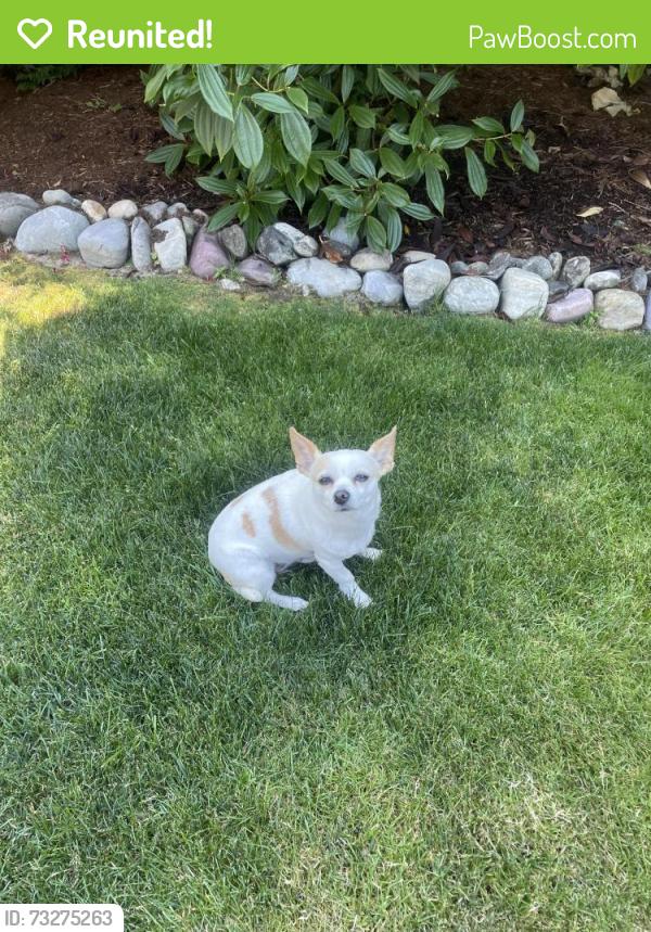 Reunited Female Dog last seen Near smugglers cove lane sw Mukilteo Wa 98275, Mukilteo, WA 98275