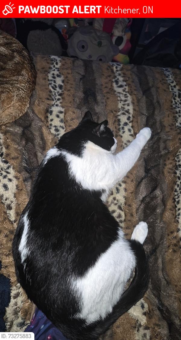 Lost Male Cat last seen Blackhorne Crescent Kitchener, Kitchener, ON 