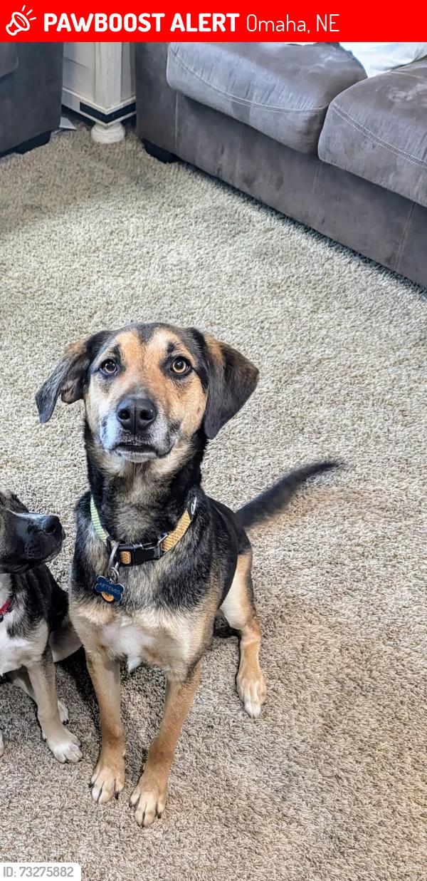 Lost Male Dog last seen 103rd and Fort, Omaha, NE 68134