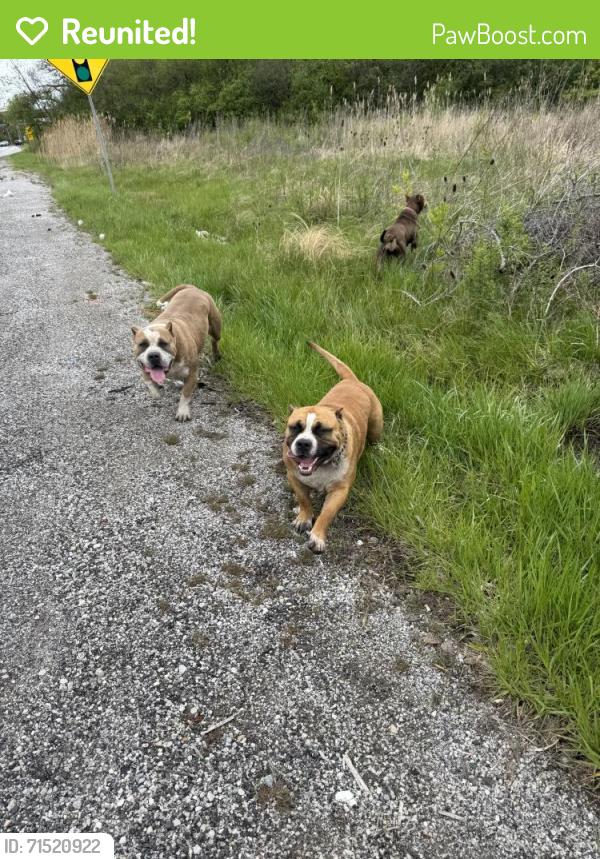 Reunited Male Dog last seen Near Vincennes Rd Harvey, IL 60426 United States, Harvey, IL 60426