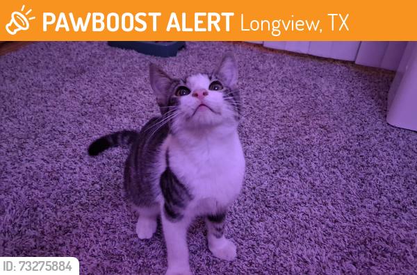 Found/Stray Male Cat last seen At City Pines apmts, Longview, TX 75605