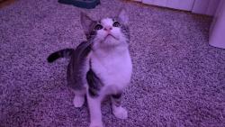 Found/Stray Male Cat last seen At City Pines apmts, Longview, TX 75605