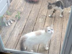 Found/Stray Unknown Cat last seen Centerville & Kempsville Road, Virginia Beach, VA 23464