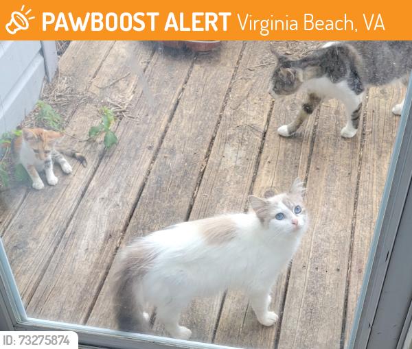 Found/Stray Unknown Cat last seen Centerville & Kempsville Road, Virginia Beach, VA 23464