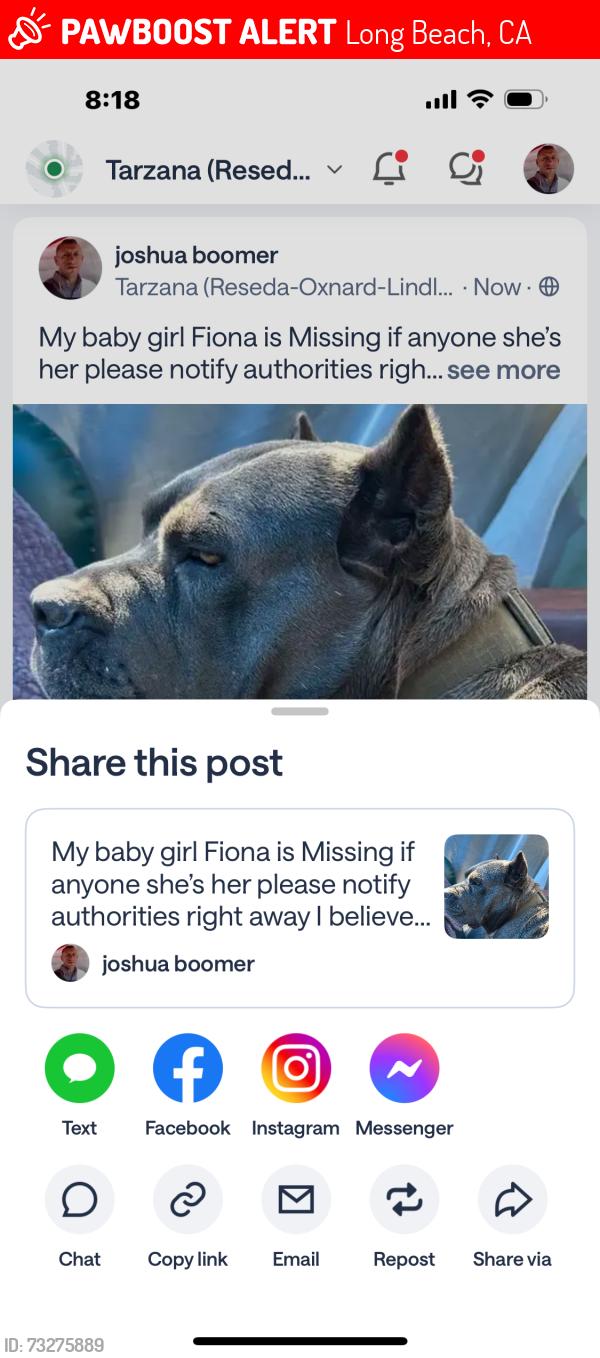 Lost Female Dog last seen Long Bech blvd, Long Beach, CA 90831