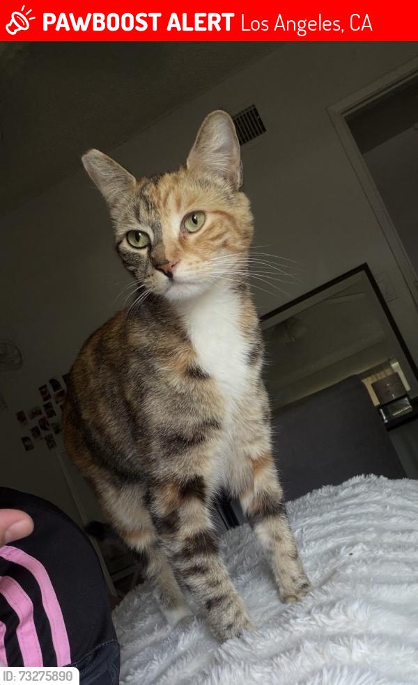 Lost Female Cat last seen Parthenia & Hayvenhurst, Los Angeles, CA 91343