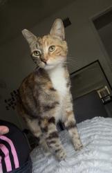 Lost Female Cat last seen Parthenia & Hayvenhurst, Los Angeles, CA 91343