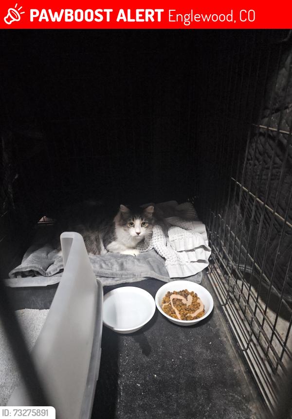 Lost Male Cat last seen Colorado Blvd and Mansfield, Englewood, CO 80113