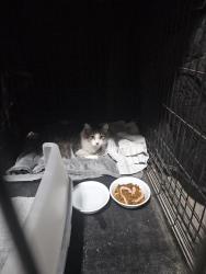 Lost Male Cat last seen Colorado Blvd and Mansfield, Englewood, CO 80113
