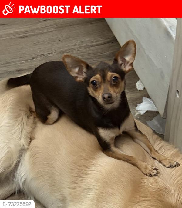 Lost Female Dog last seen 167th St East and Ave O, Lake Los Angeles, CA 93535