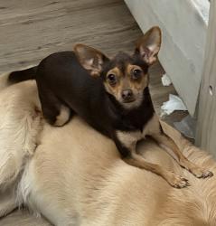 Lost Female Dog last seen 167th St East and Ave O, Lake Los Angeles, CA 93535