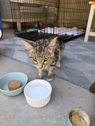 Found/Stray Female Cat last seen Crenshaw and Hardy st., Inglewood, CA 90301