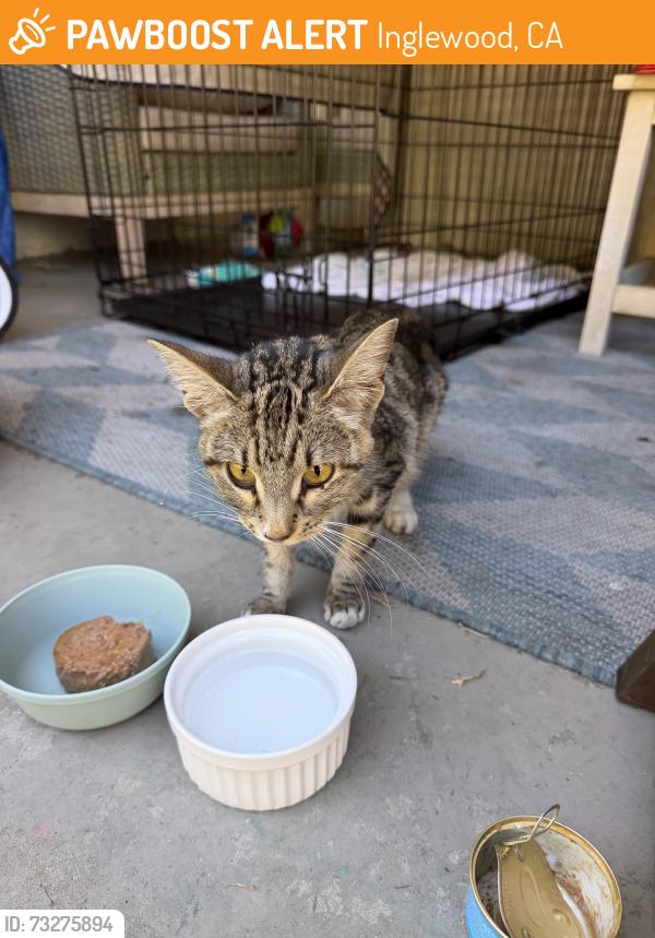 Found/Stray Female Cat last seen Crenshaw and Hardy st., Inglewood, CA 90301