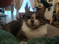 Lost Male Cat last seen Near West 7800 South, West Jordan, UT 84084