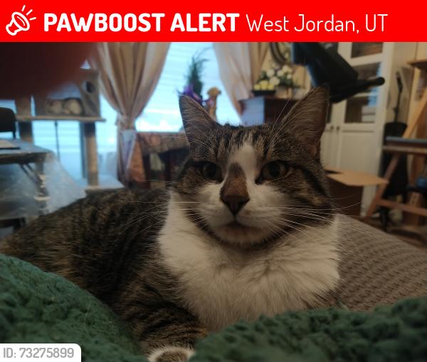 Lost Male Cat last seen Near West 7800 South, West Jordan, UT 84084