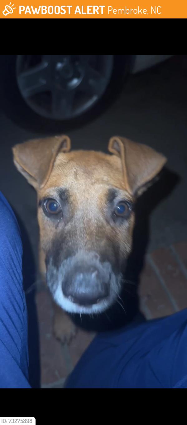 Found/Stray Unknown Dog last seen Near deep branch rd Pembroke nc, Pembroke, NC 28372