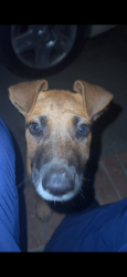 Found/Stray Unknown Dog last seen Near deep branch rd Pembroke nc, Pembroke, NC 28372