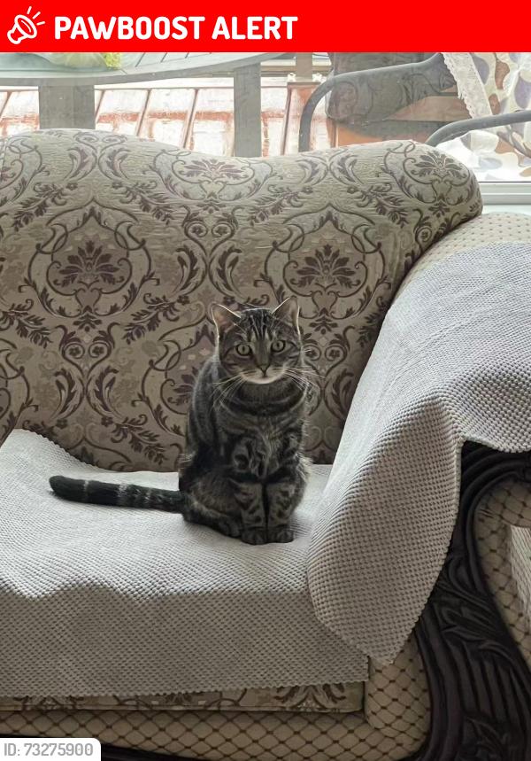 Lost Male Cat last seen Maple ridge, Maple Ridge, BC V2W 1M2