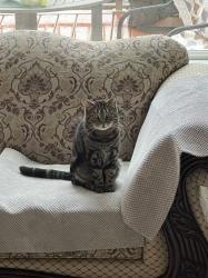 Lost Male Cat last seen Maple ridge, Maple Ridge, BC V2W 1M2