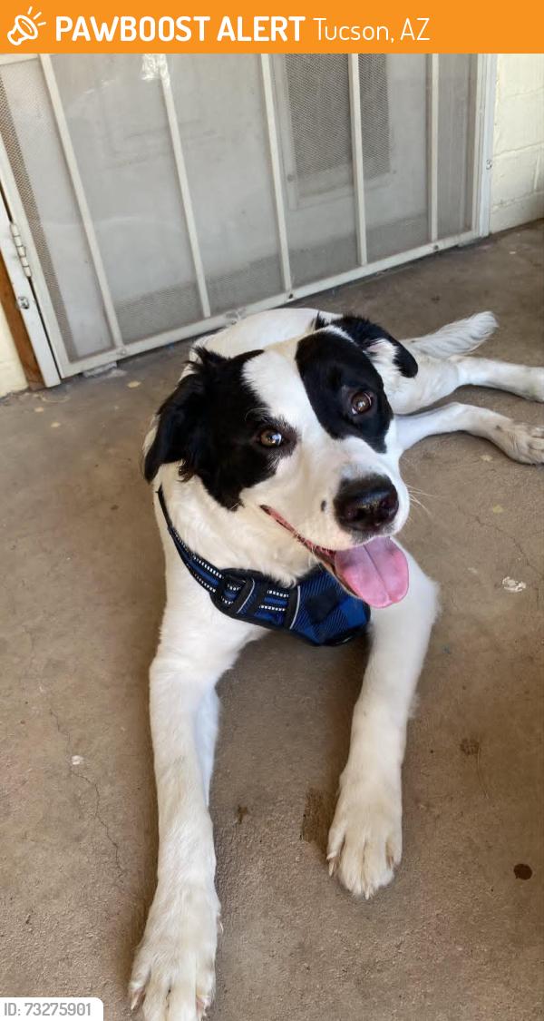 Found/Stray Male Dog last seen 1st ft lowell, Tucson, AZ 85719