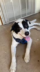 Found/Stray Male Dog last seen 1st ft lowell, Tucson, AZ 85719