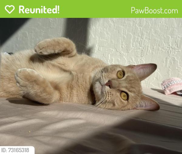 Reunited Male Cat last seen Vassar, Reno, NV 89502