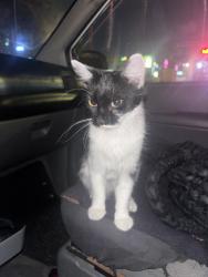 Found/Stray Female Cat last seen Brookhurst and ball, Anaheim, CA 92804