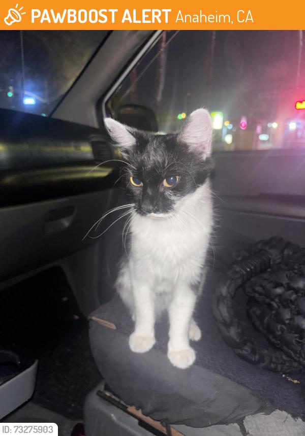 Found/Stray Female Cat last seen Brookhurst and ball, Anaheim, CA 92804