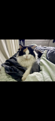 Lost Female Cat last seen cherry lane, White Settlement, TX 76108