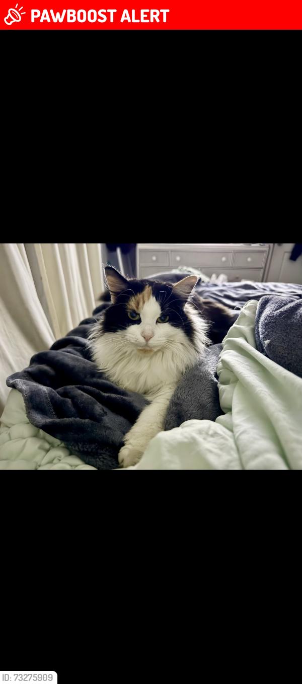 Lost Female Cat last seen cherry lane, White Settlement, TX 76108