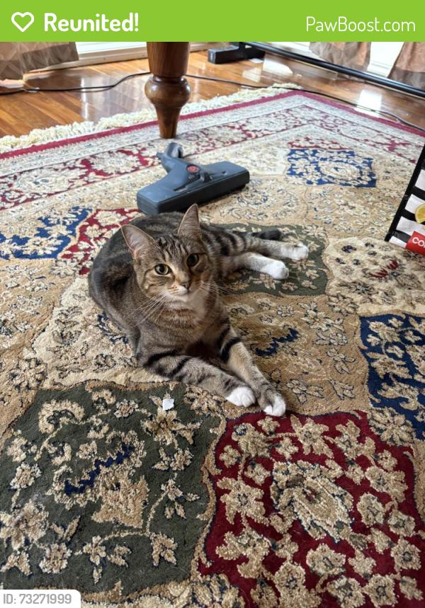 Reunited Female Cat last seen attwood, Attwood, VIC 3049