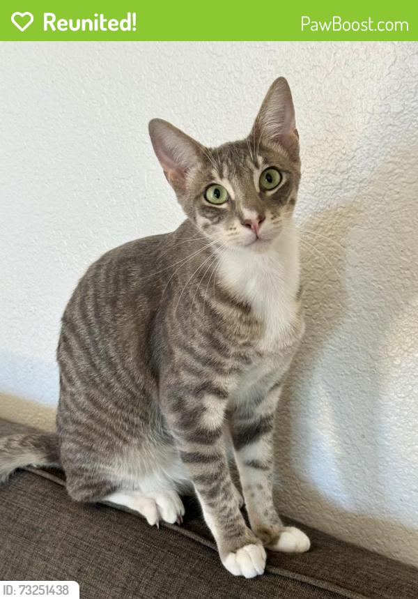 Reunited Male Cat last seen Near broadway street, Vallejo, CA 94589